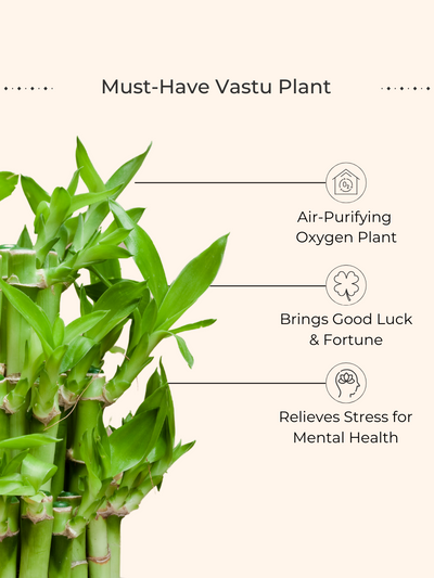 Lucky Bamboo 2 Layer Plant (Small) in Golden Metal Pot
