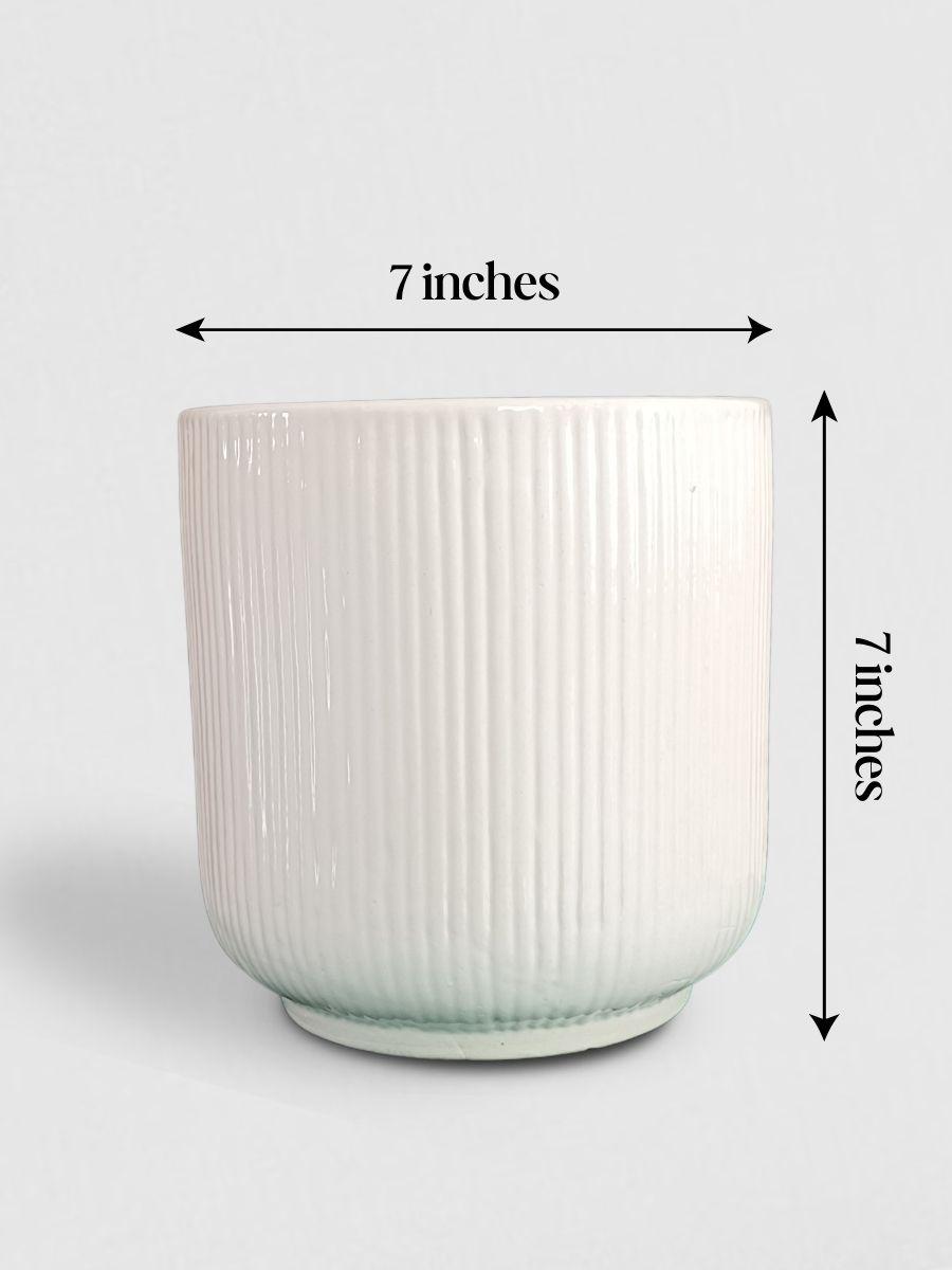 Chamaedorea Palm Plant in Ceramic Pot (Large)