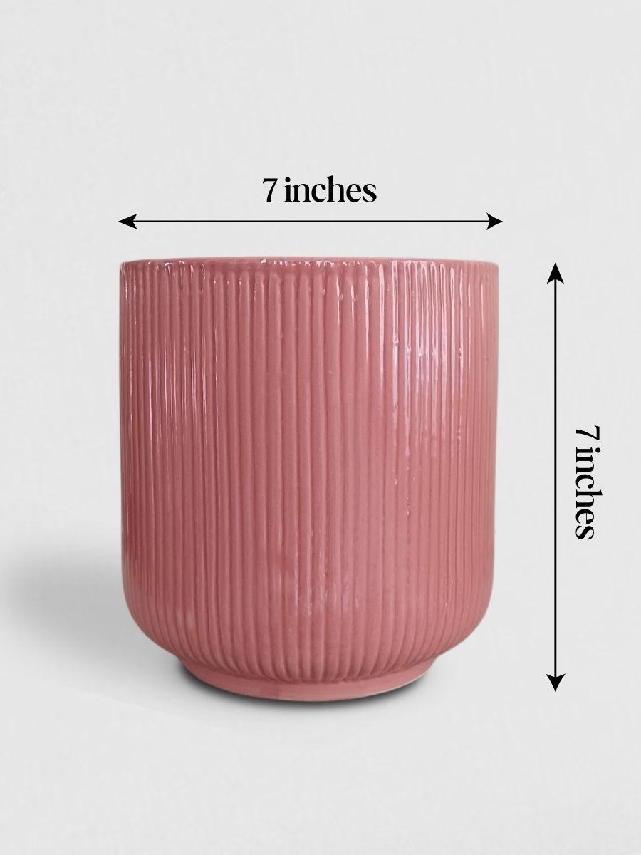 Chamaedorea Palm Plant in Ceramic Pot (Large)