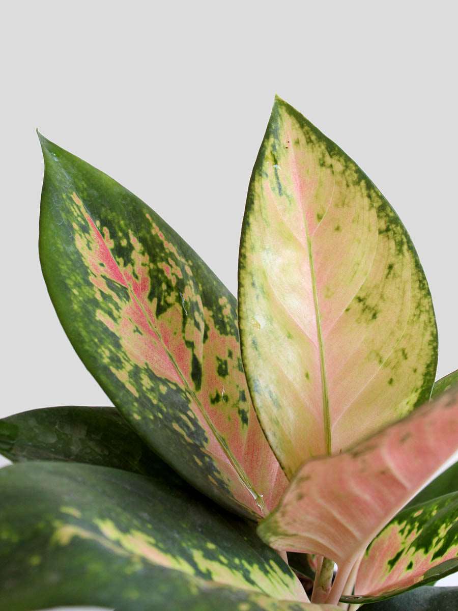 Aglaonema 'O' Rose Cochin (Medium)