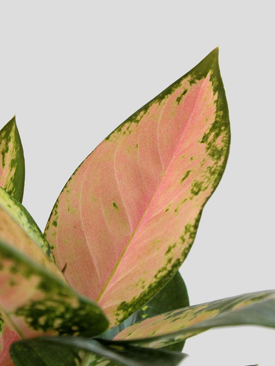Aglaonema 'O' Rose Cochin (Medium)