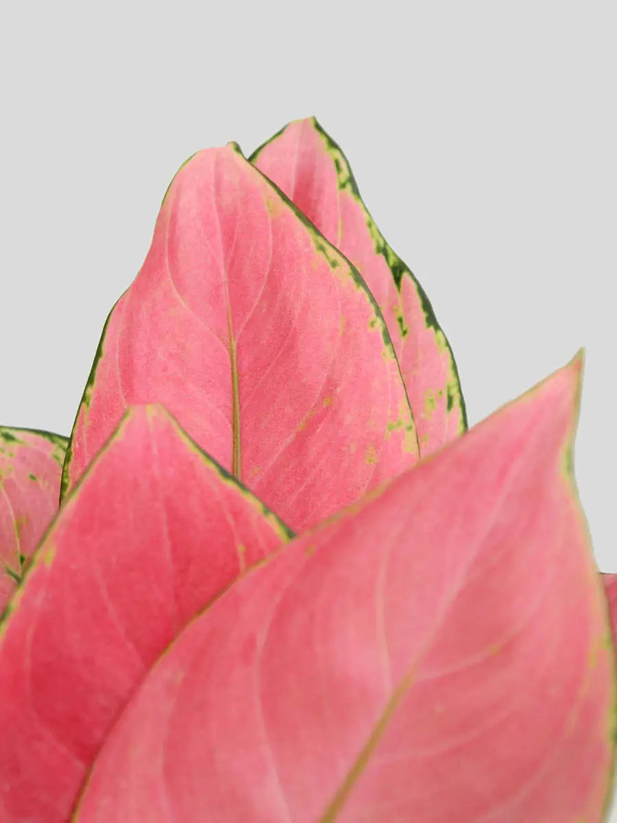 Aglaonema Pink Anjamani (Medium)