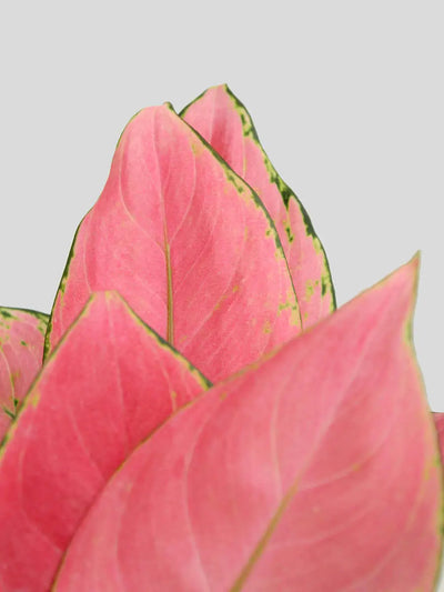 Aglaonema Pink Anjamani (Medium)