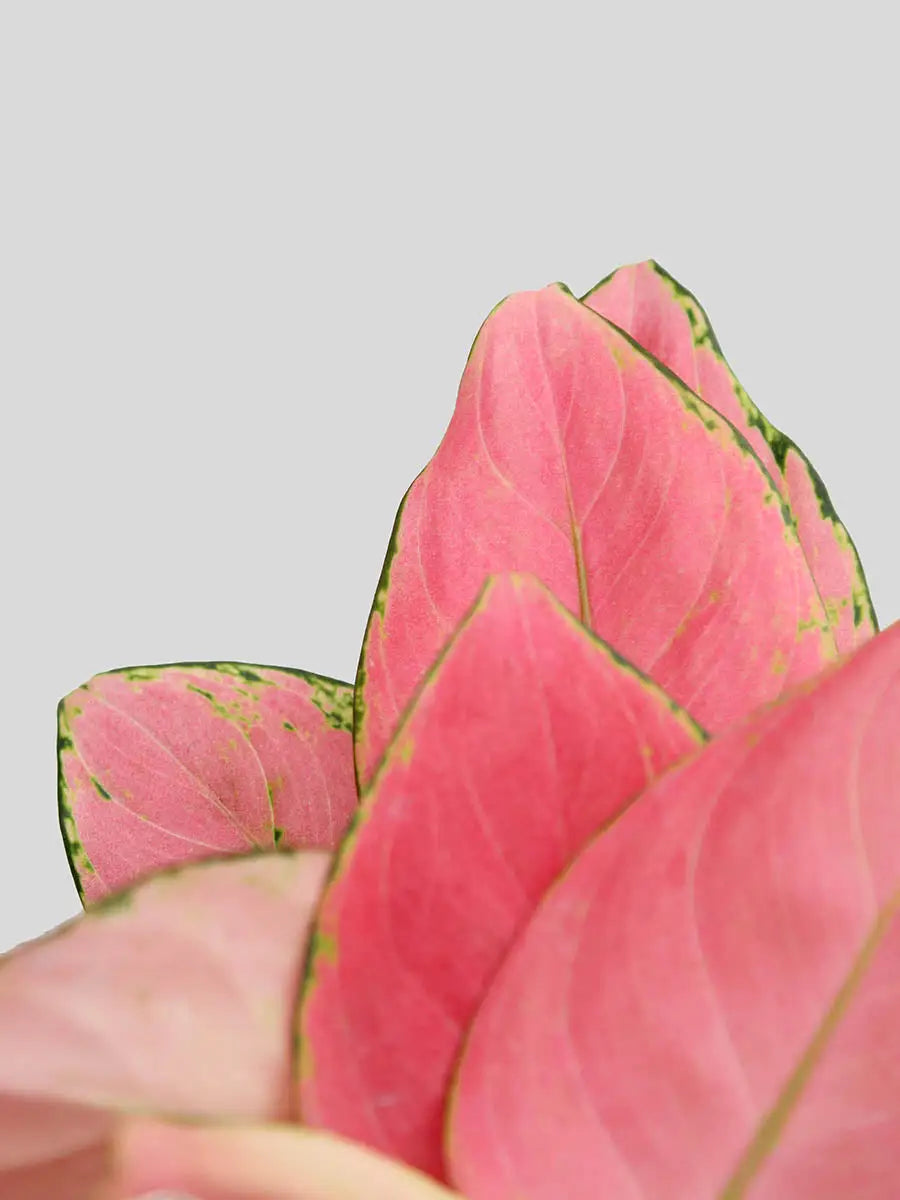 Aglaonema Pink Anjamani (Medium)