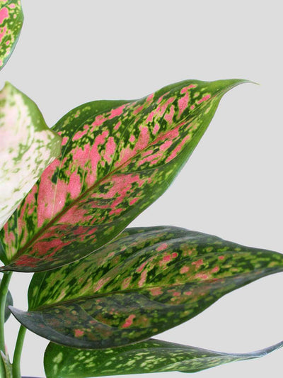 Goodluck Charm Easy Care Plants Combo