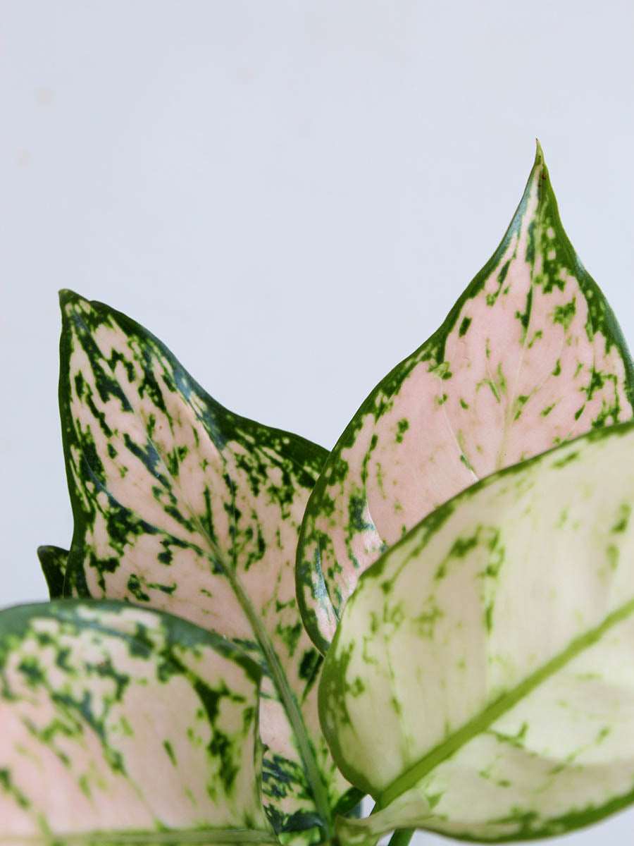 Aglaonema Pink Valentine (Medium)