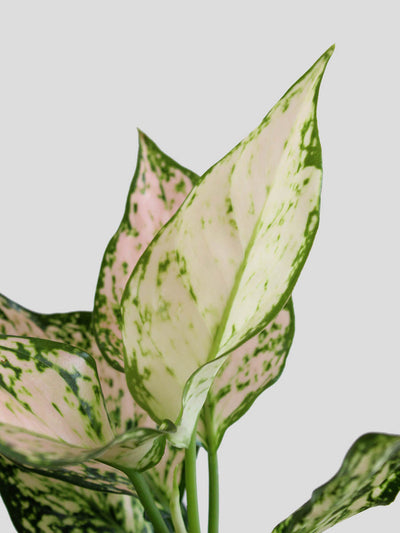Aglaonema Pink Valentine (Medium)