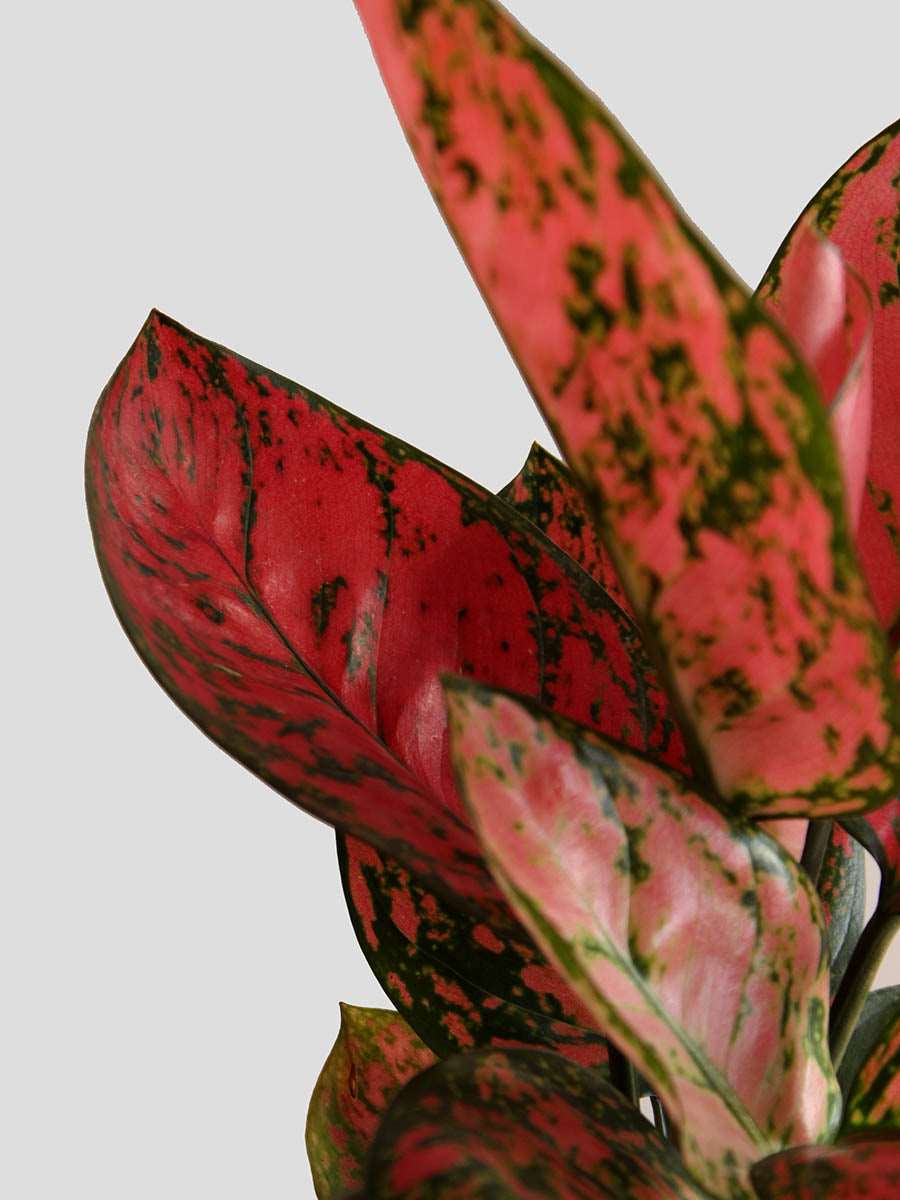 Aglaonema Red Valentine (Medium)