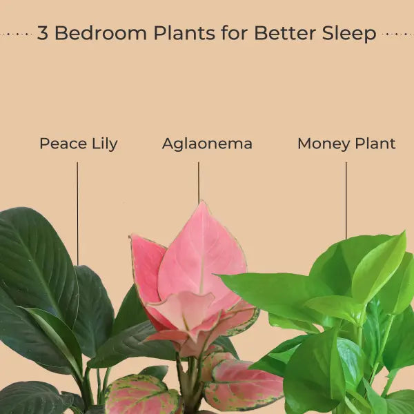 Bedroom Plants Combo for Better Sleep (Small)