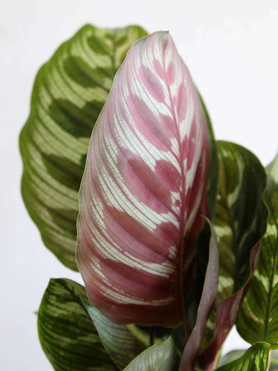 Calathea Peacock (Medium)