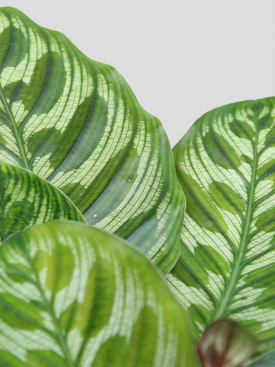 Calathea Peacock (Medium)