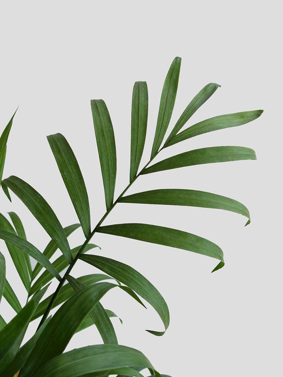 Chamaedorea Palm (X-Large)
