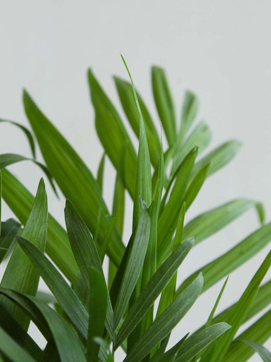 Bamboo / Chamaedorea Palm (Medium)