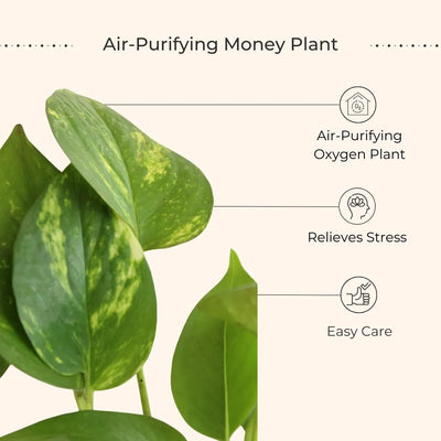 Money Plant Gold King (Small) in Golden Metal Pot