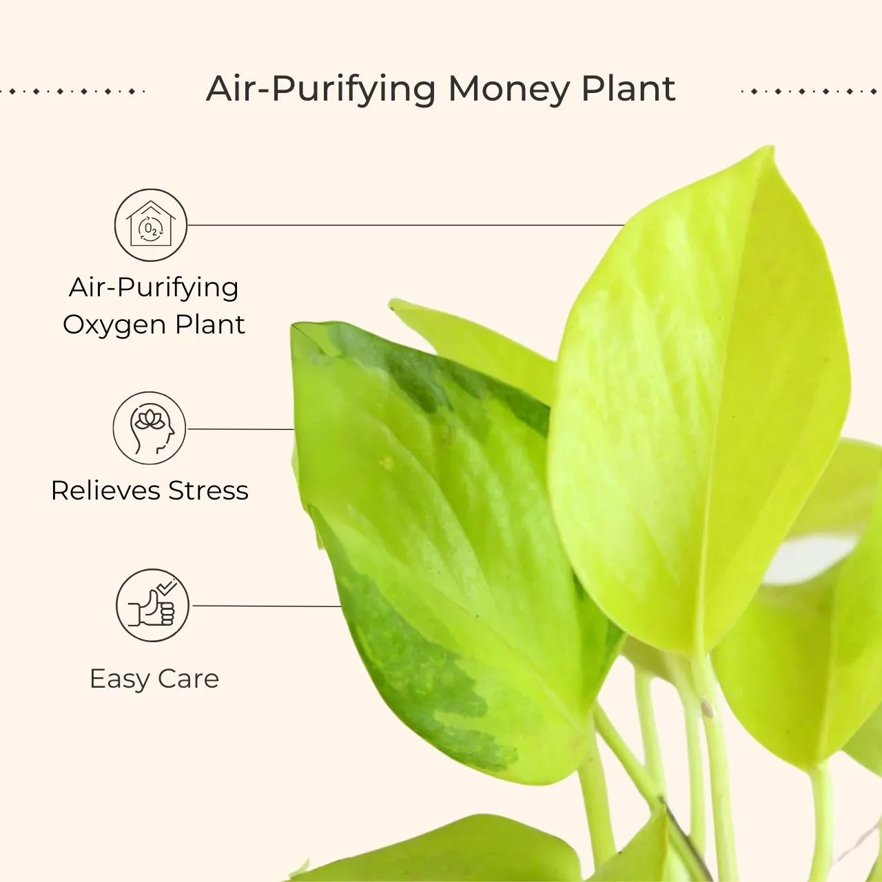 Money Plant Golden (Small) in Golden Metal Pot