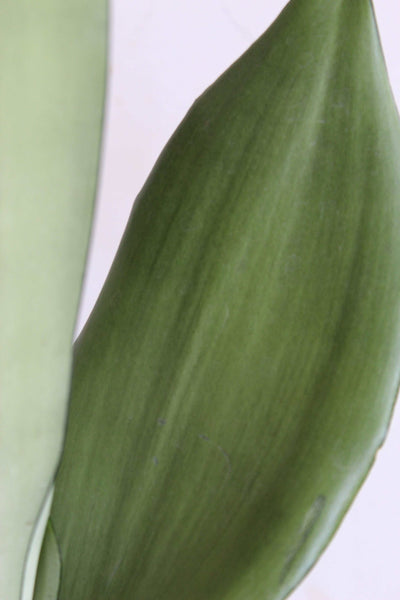 Low Maintenance Black n White Snake Plants Duo