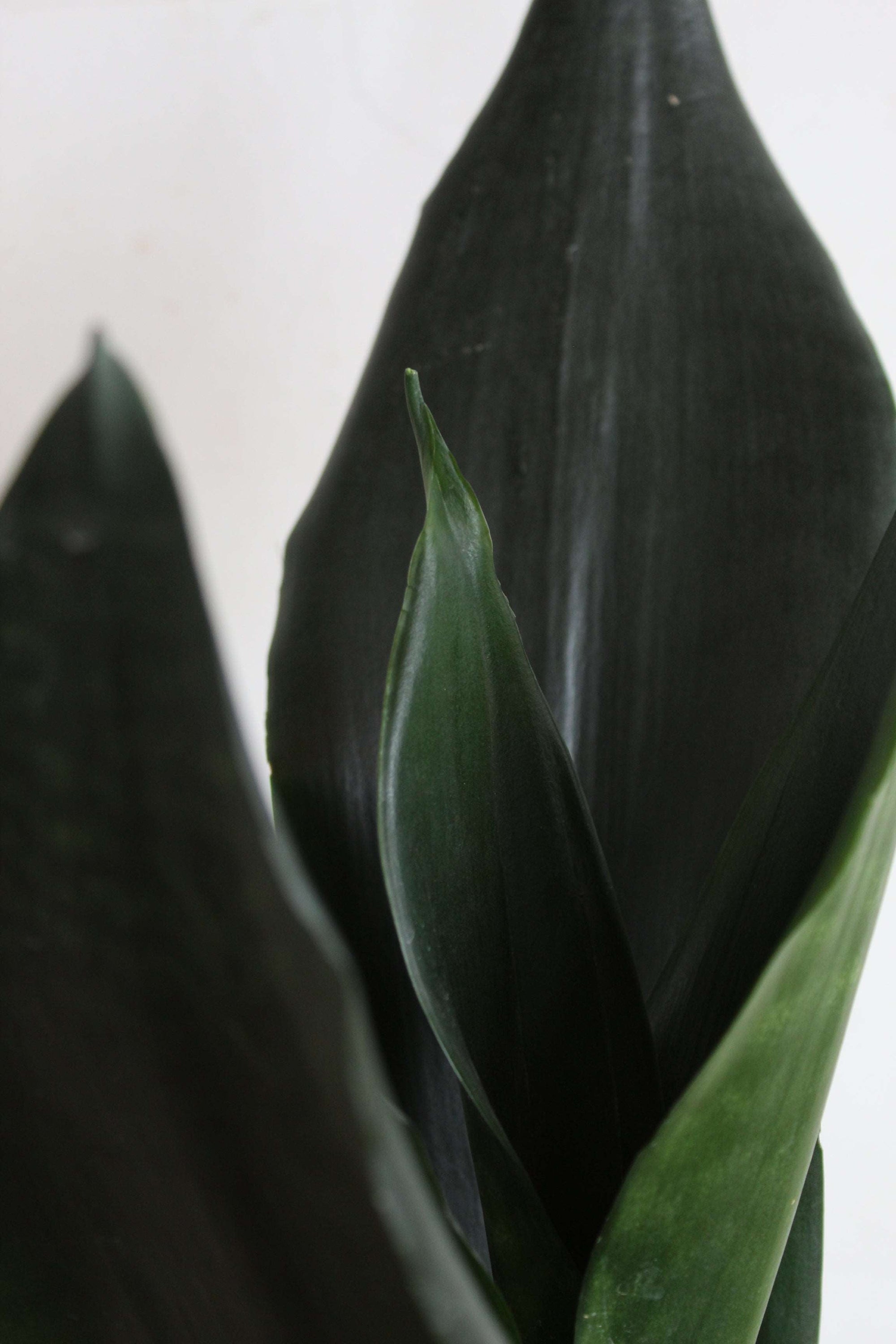 Low Maintenance Black n White Snake Plants Duo