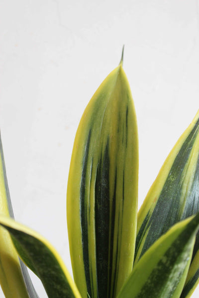 Glowing Snake Plants for Bedroom - Duo