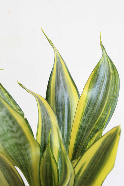 Glowing Snake Plants for Bedroom - Duo