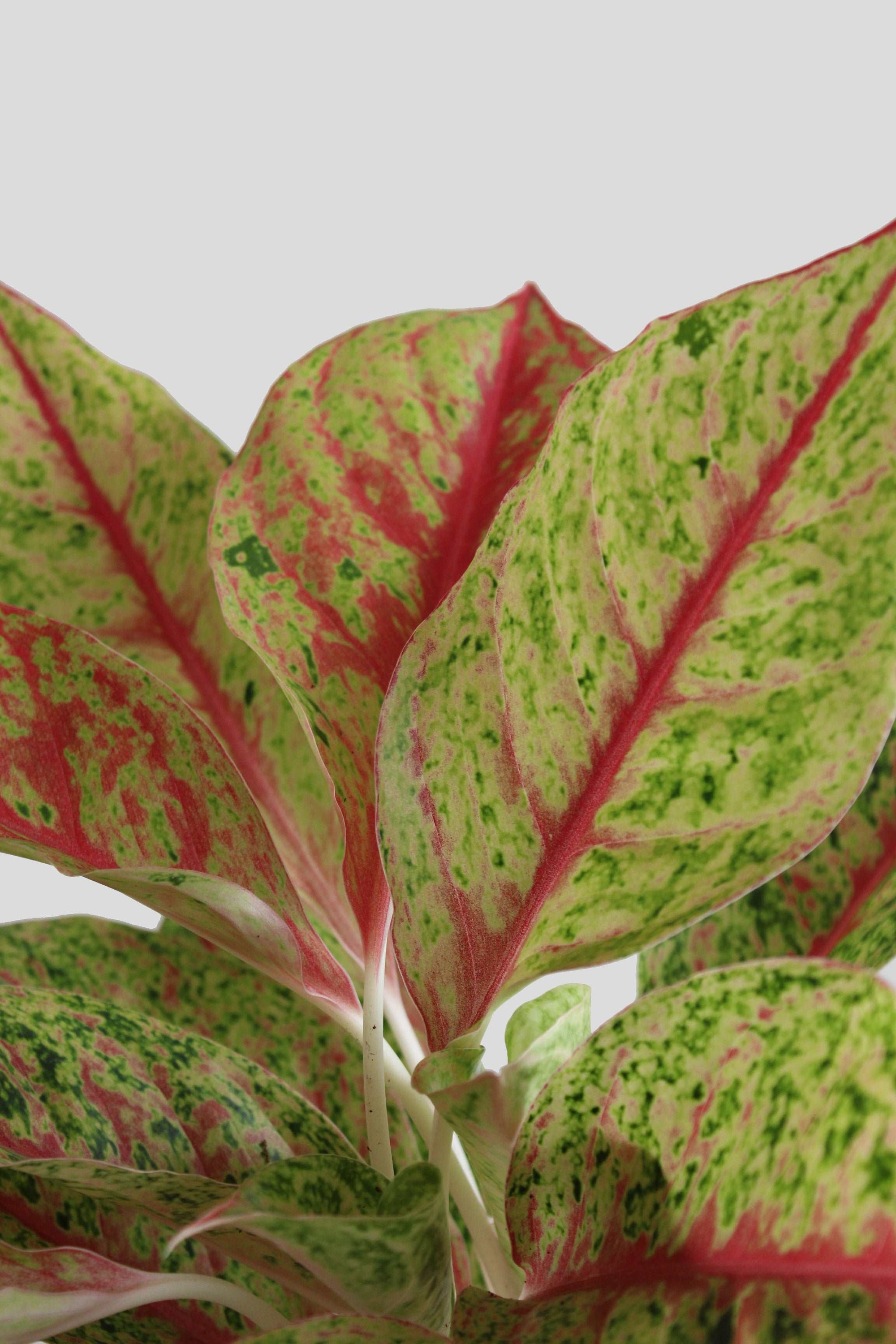 Aglaonema Harlequin Plant (Medium)