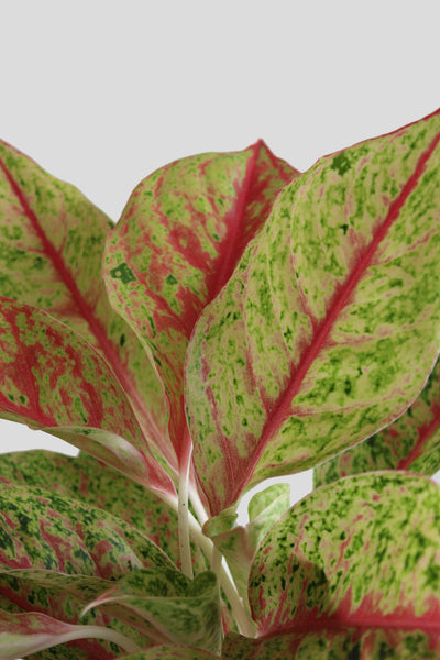 Aglaonema Harlequin Plant (Medium)