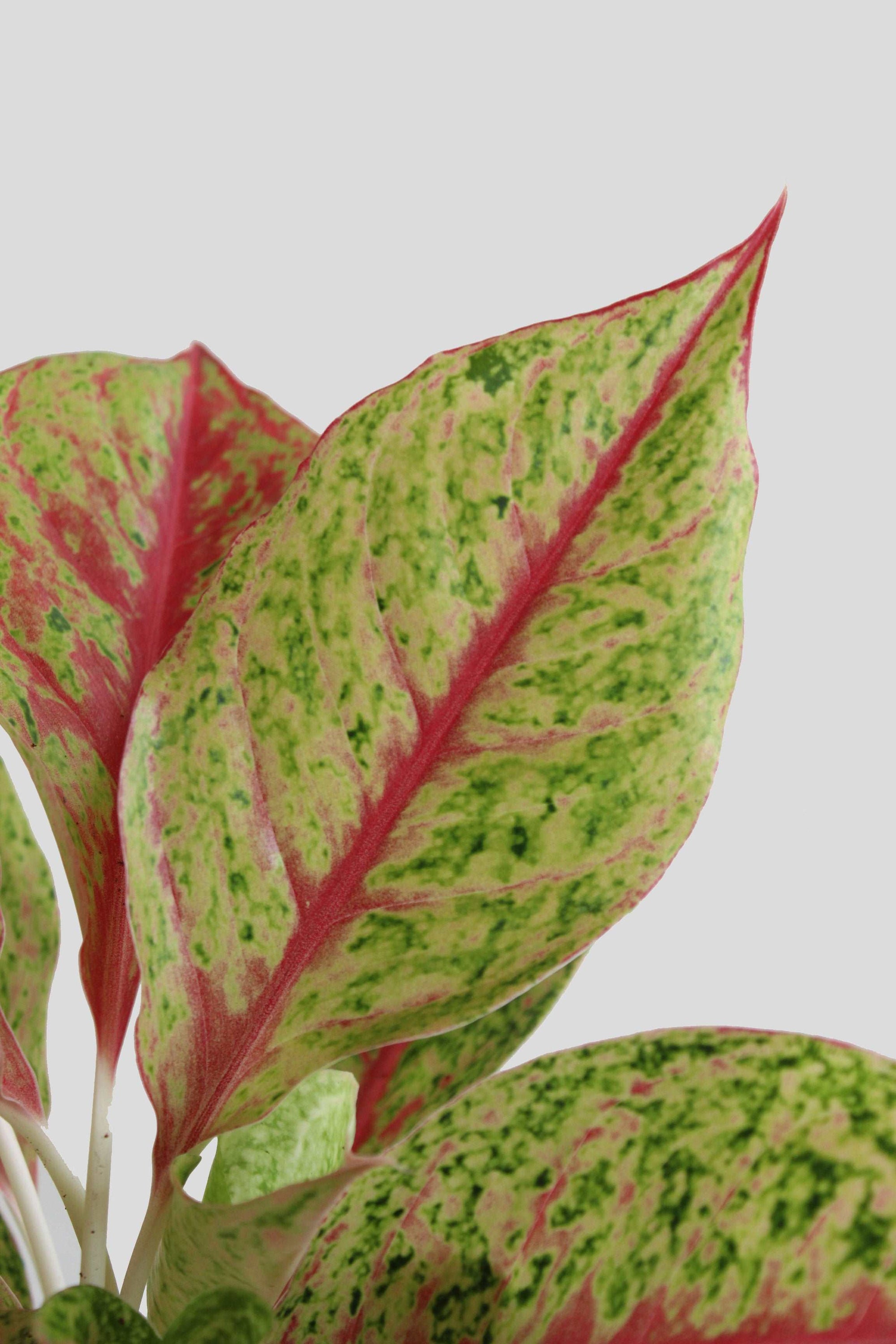 Aglaonema Harlequin Plant (Medium)