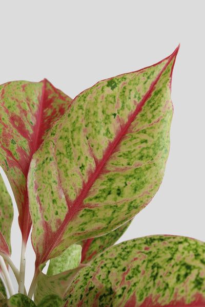 Aglaonema Harlequin Plant (Medium)