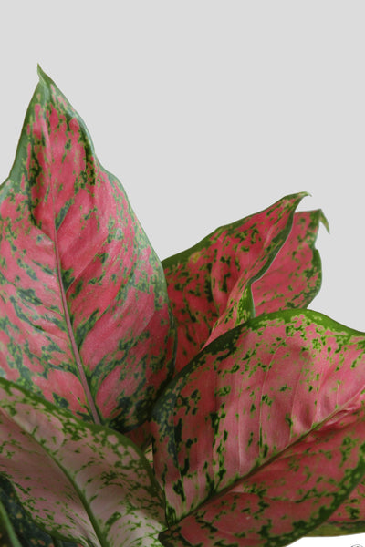 Aglaonema Red Valentine (Medium)