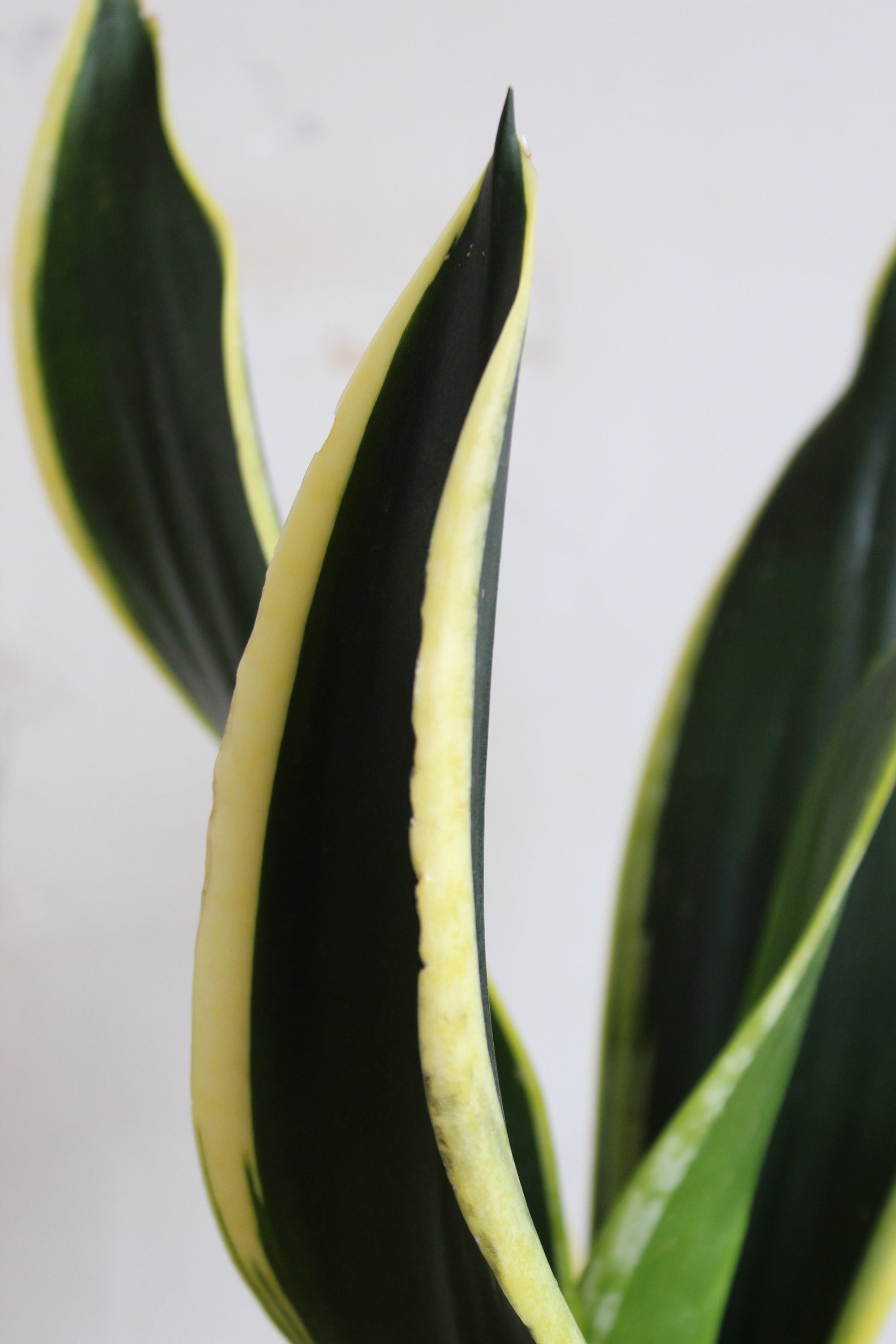 Laurel Hardy Snake Plants Duo