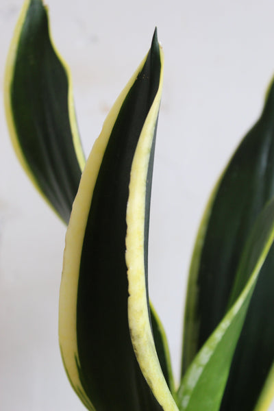Laurel Hardy Snake Plants Duo