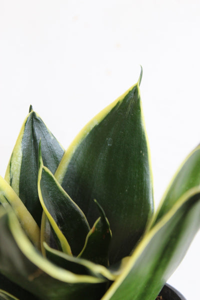 Laurel Hardy Snake Plants Duo