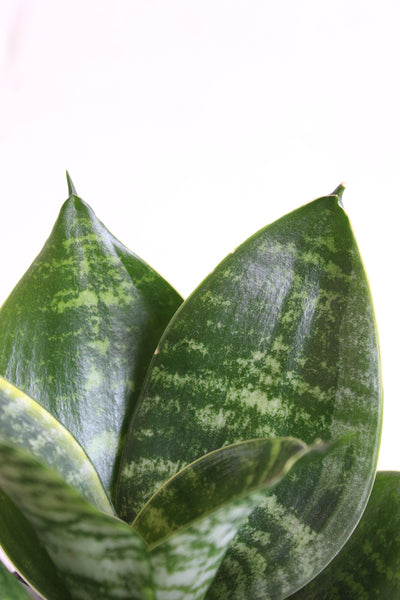 Lotus Snake Plants Duo