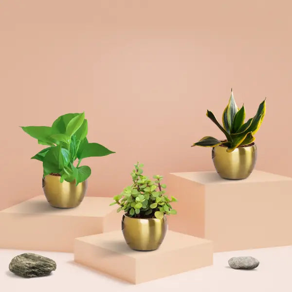 Three Plants Combo for Home Decor in Metal Pots (Small)