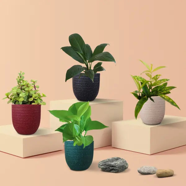 Indoor Plants Combo for Home Decor in Eco Pots (Small)