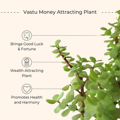Jade Plant (Small) in Eco Pot