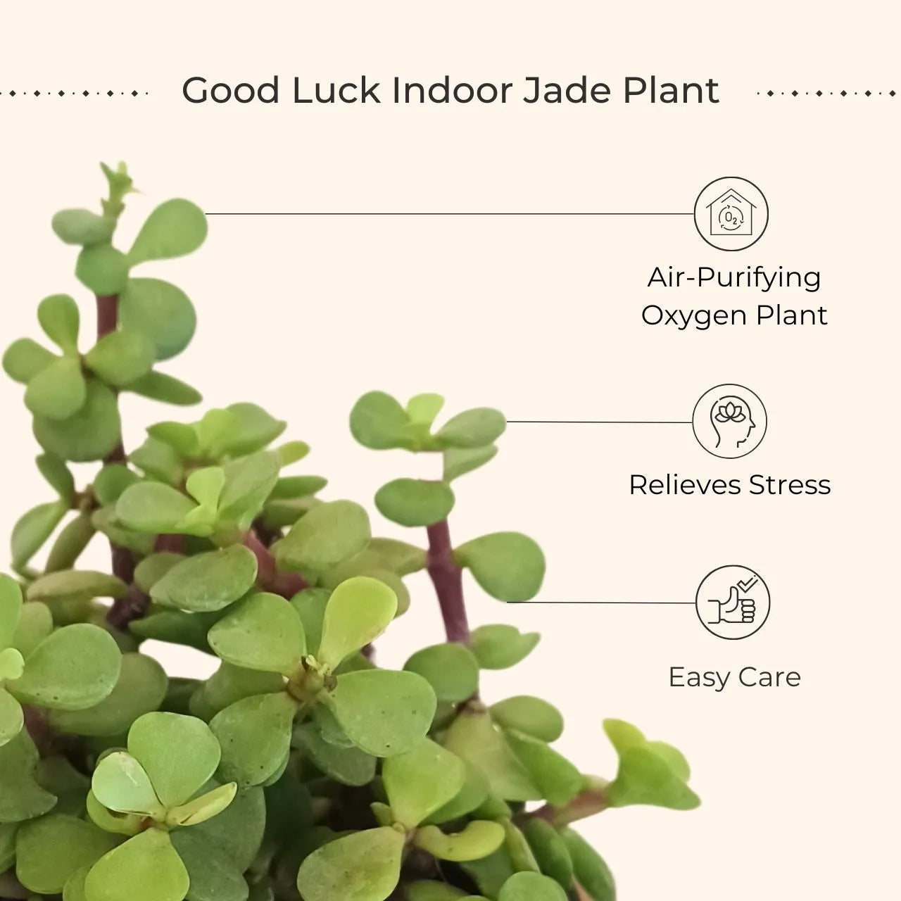 Jade Plant (Small) in Eco Pot