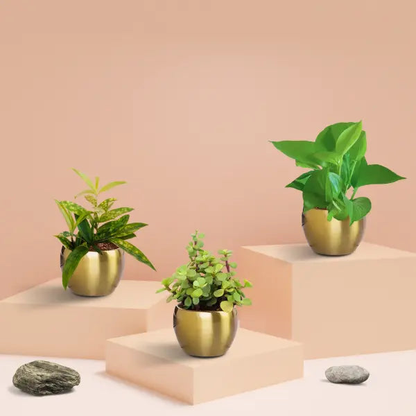 Three Lucky Plants Combo in Metal Pots (Small)