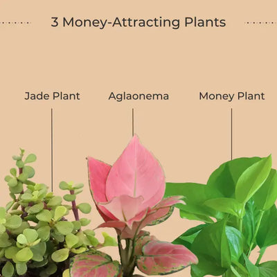 Money Attracting Plants Combo (Small)