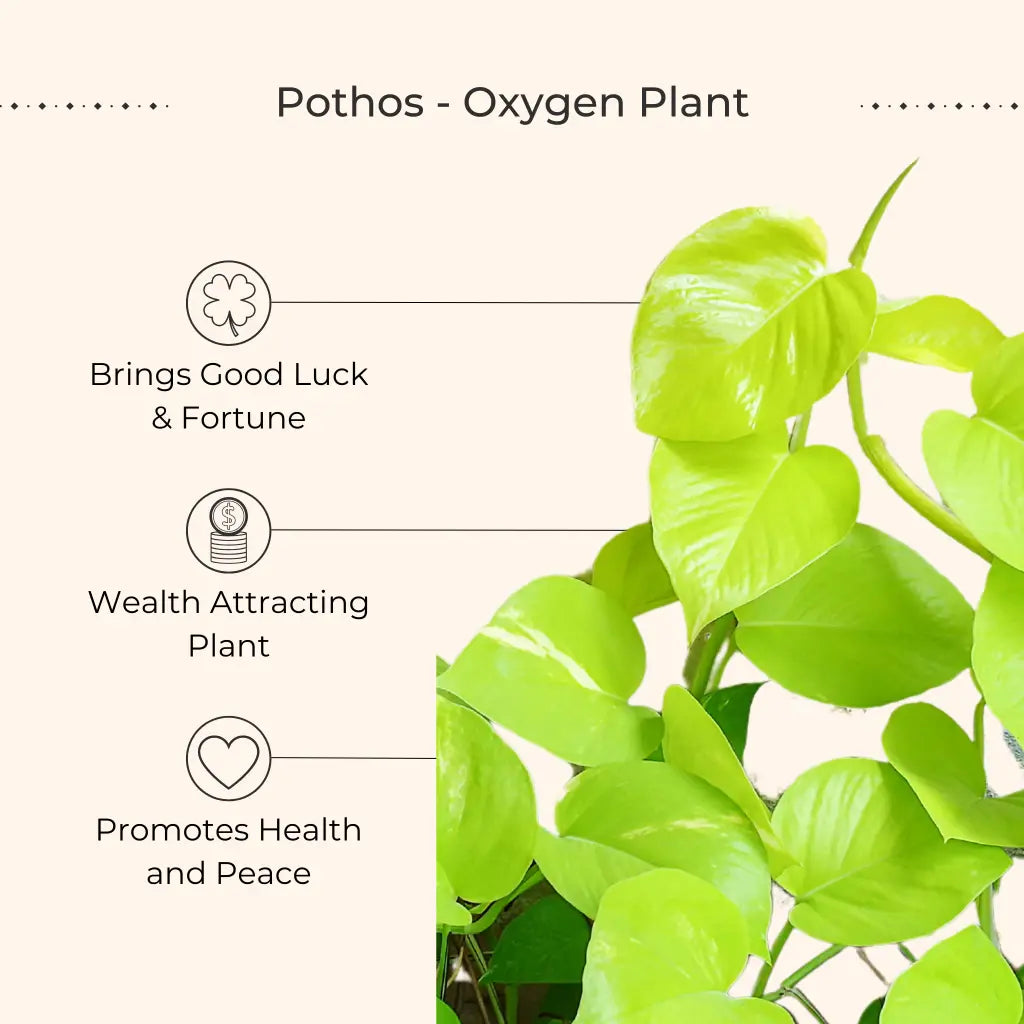 Air Purifying Plants Combo for Home in Eco Pots (Small)