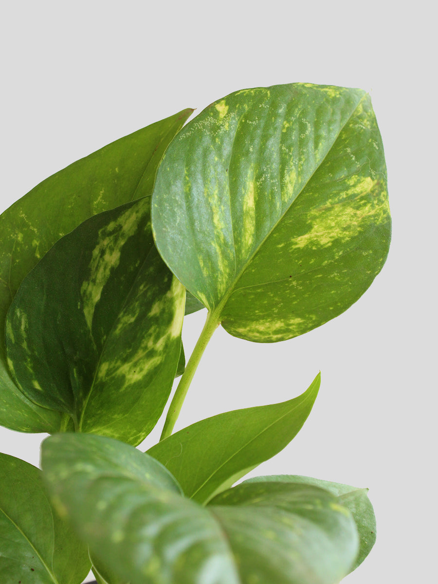 Money Plant Gold King (Medium)