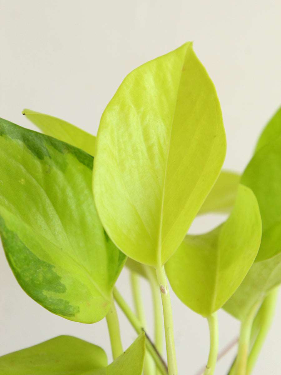 Golden Money Plant in 4" Golden Metal Pot