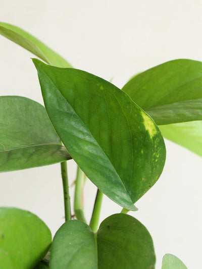 Money Plant Green (Medium)