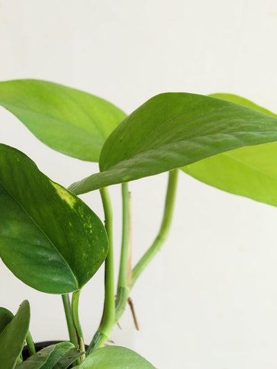 Money Plant Green (Medium)