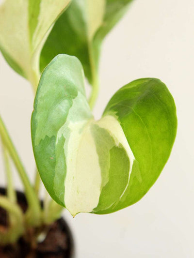 Money Plant Manjula (Small) in Eco Pot