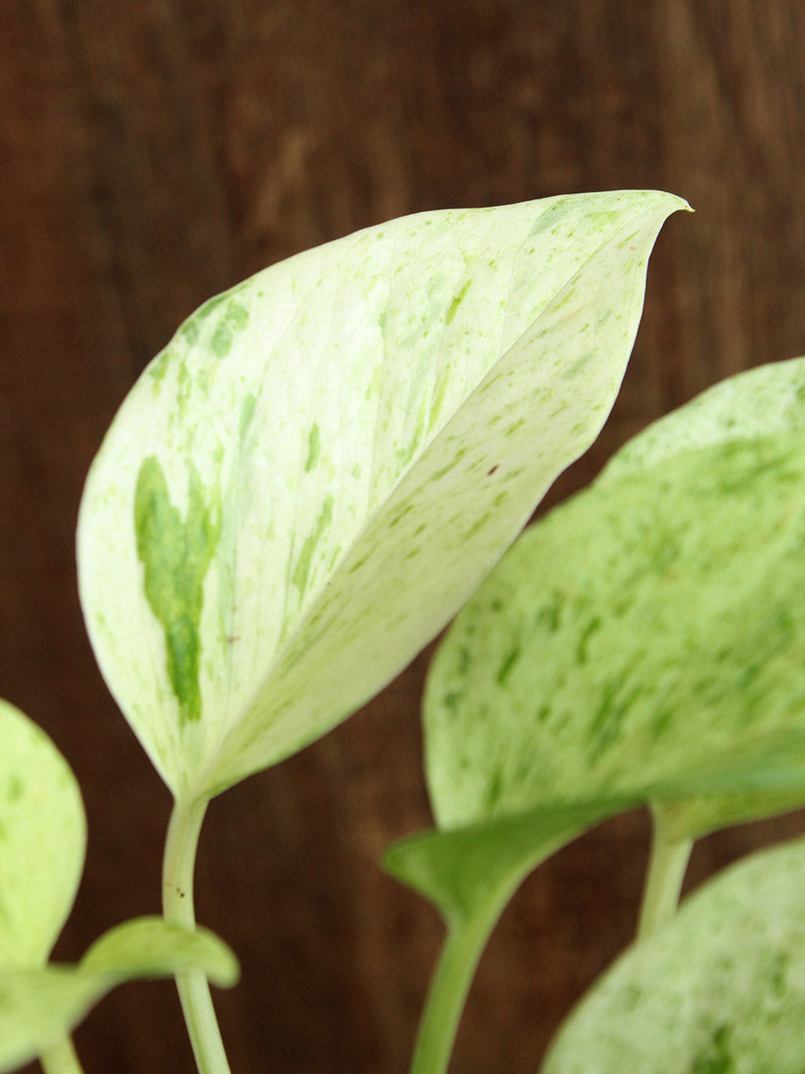 Money Plant Marble (Medium)
