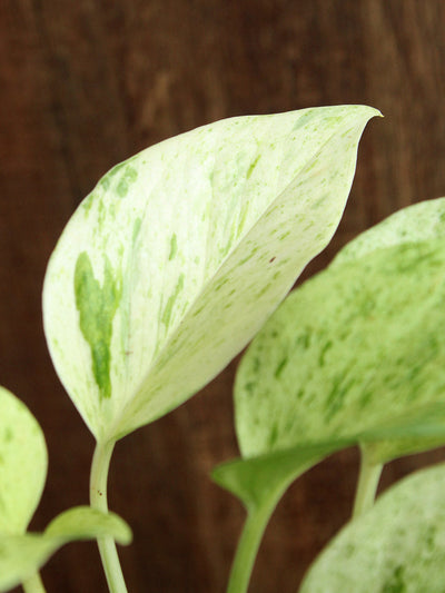 Money Plant Marble (Medium)