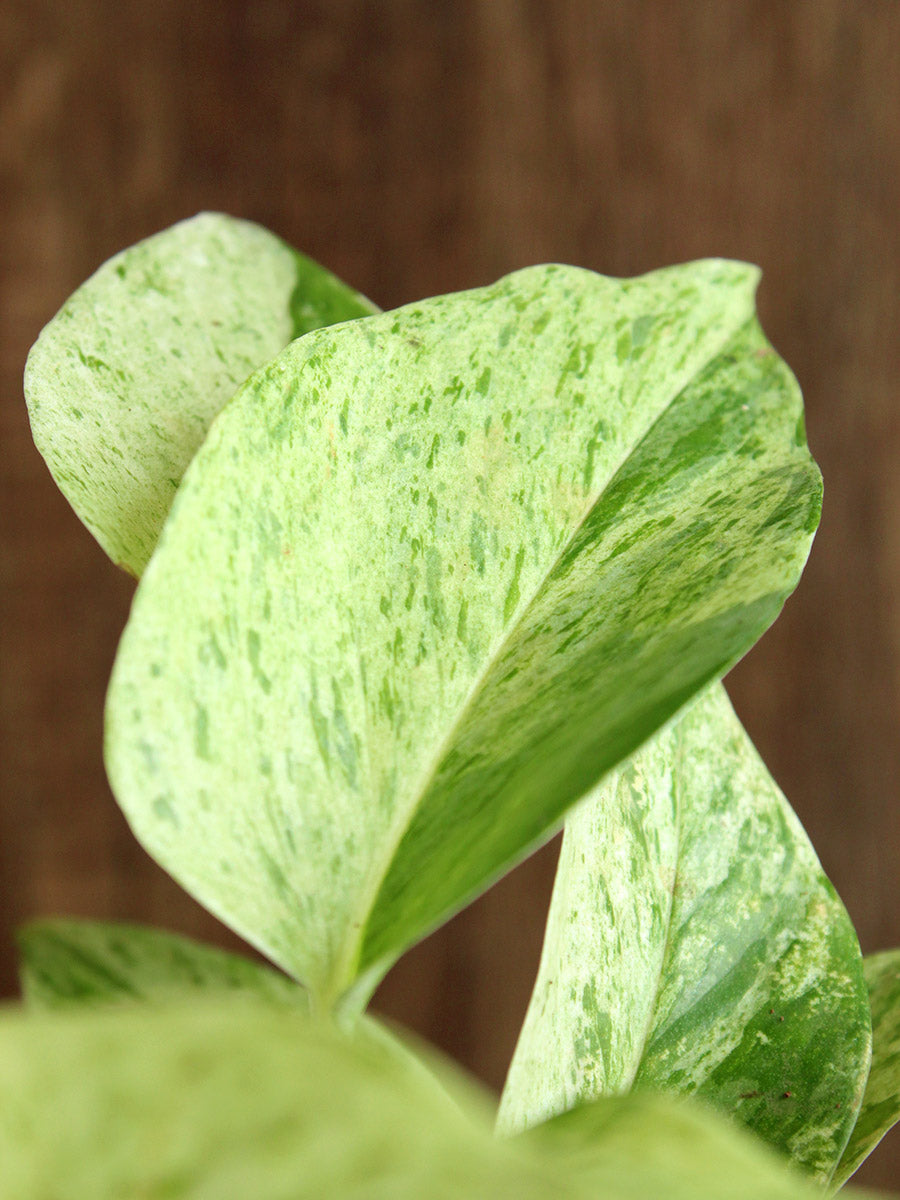 Money Plant Marble (Medium)