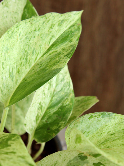 Money Plant Marble (Medium)