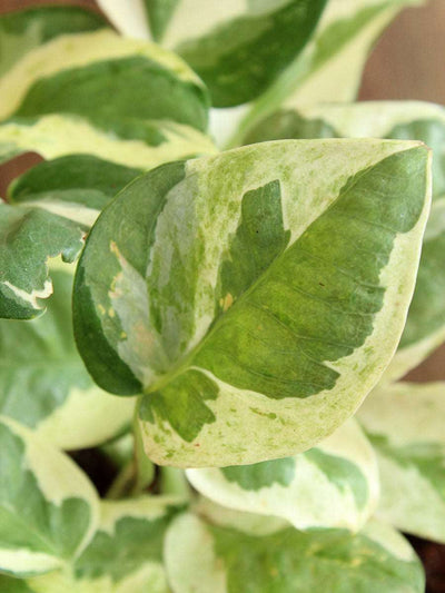 Money Plant NJoy (Small) in Golden Metal Pot