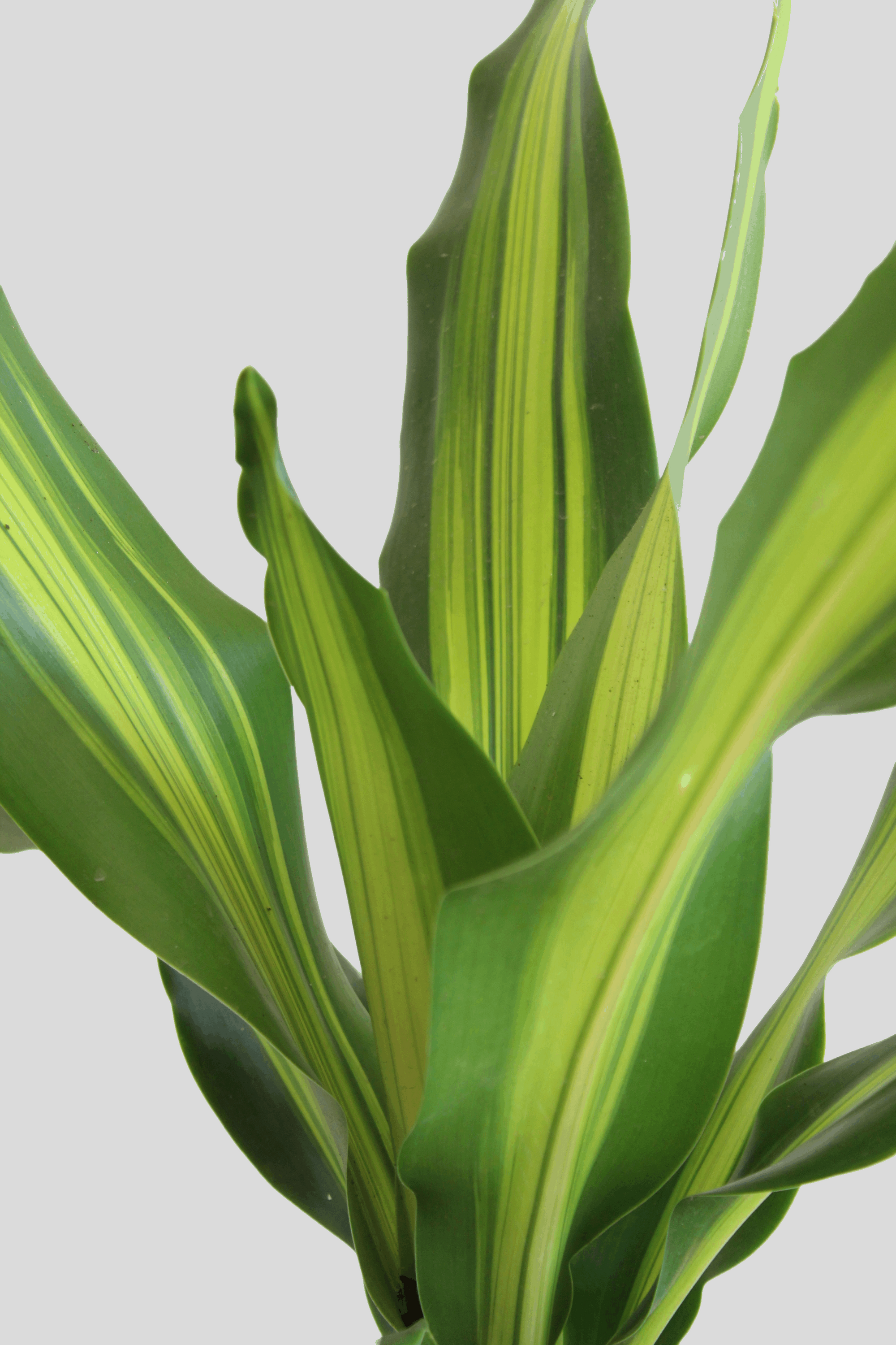 Dracaena Dara Singh (X-Large)